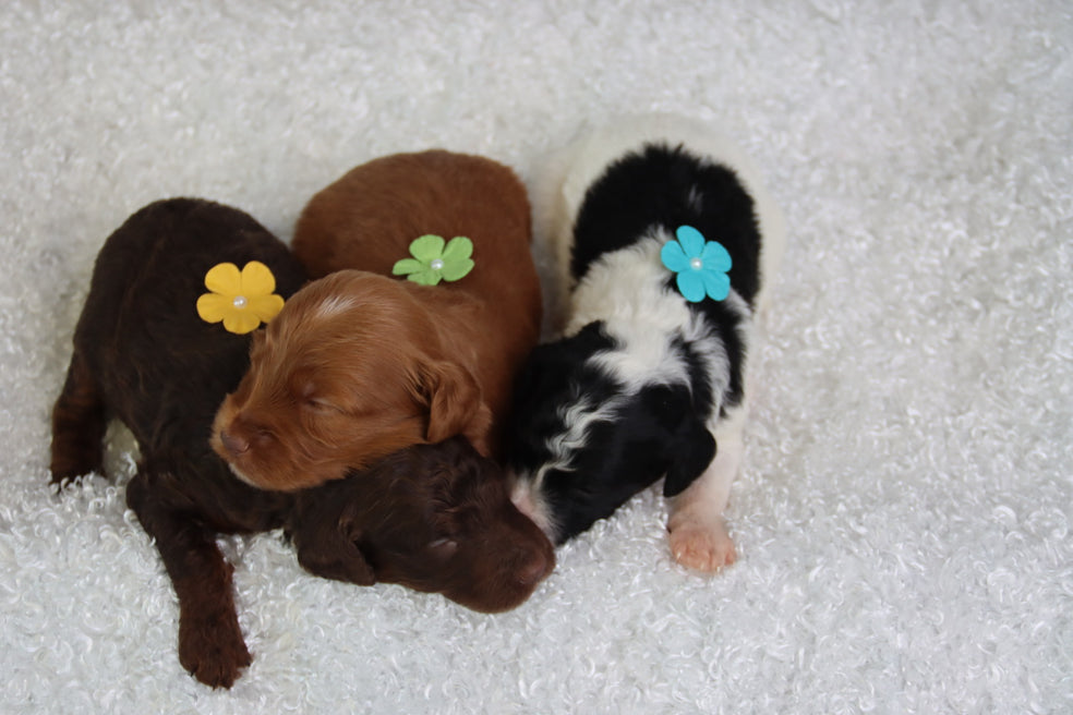 Birth Announcement!! Charolettes PETITES are here