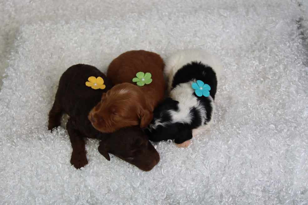 Birth Announcement!! Charolettes PETITES are here