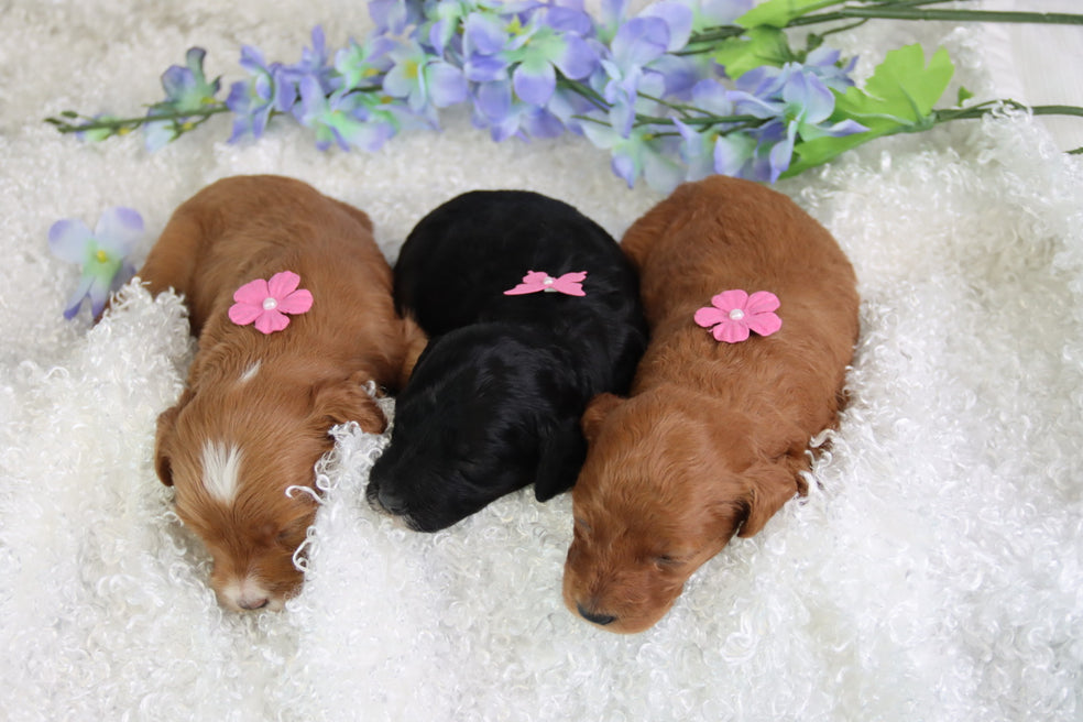 Birth Announcement!! Charolettes PETITES are here