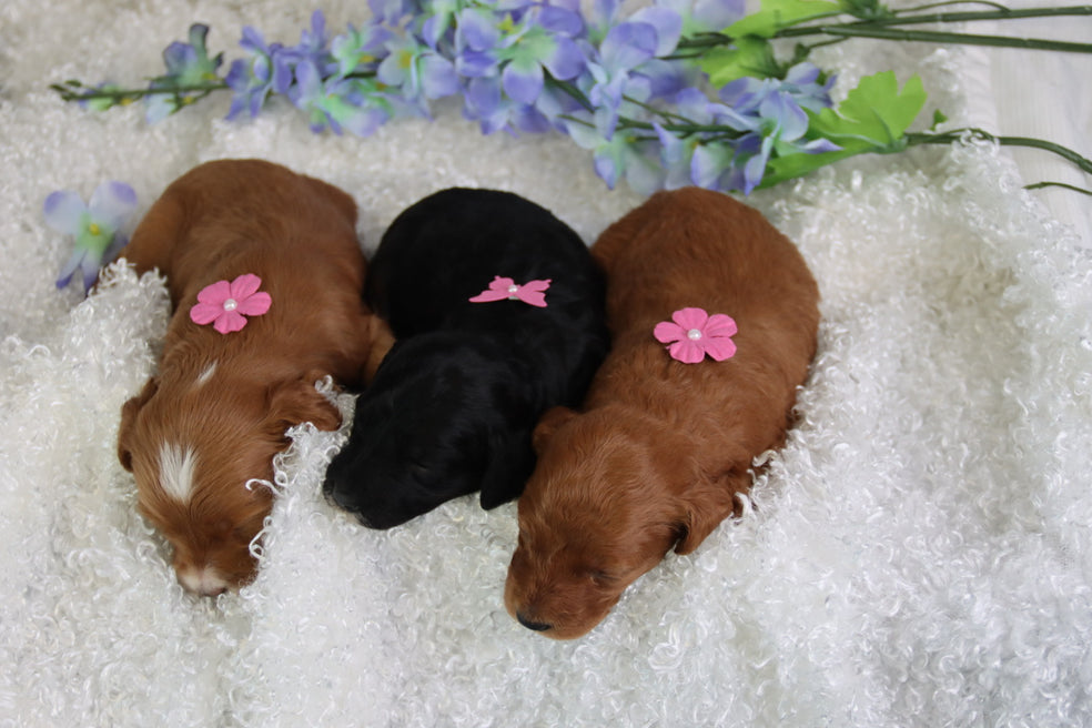 Birth Announcement!! Charolettes PETITES are here