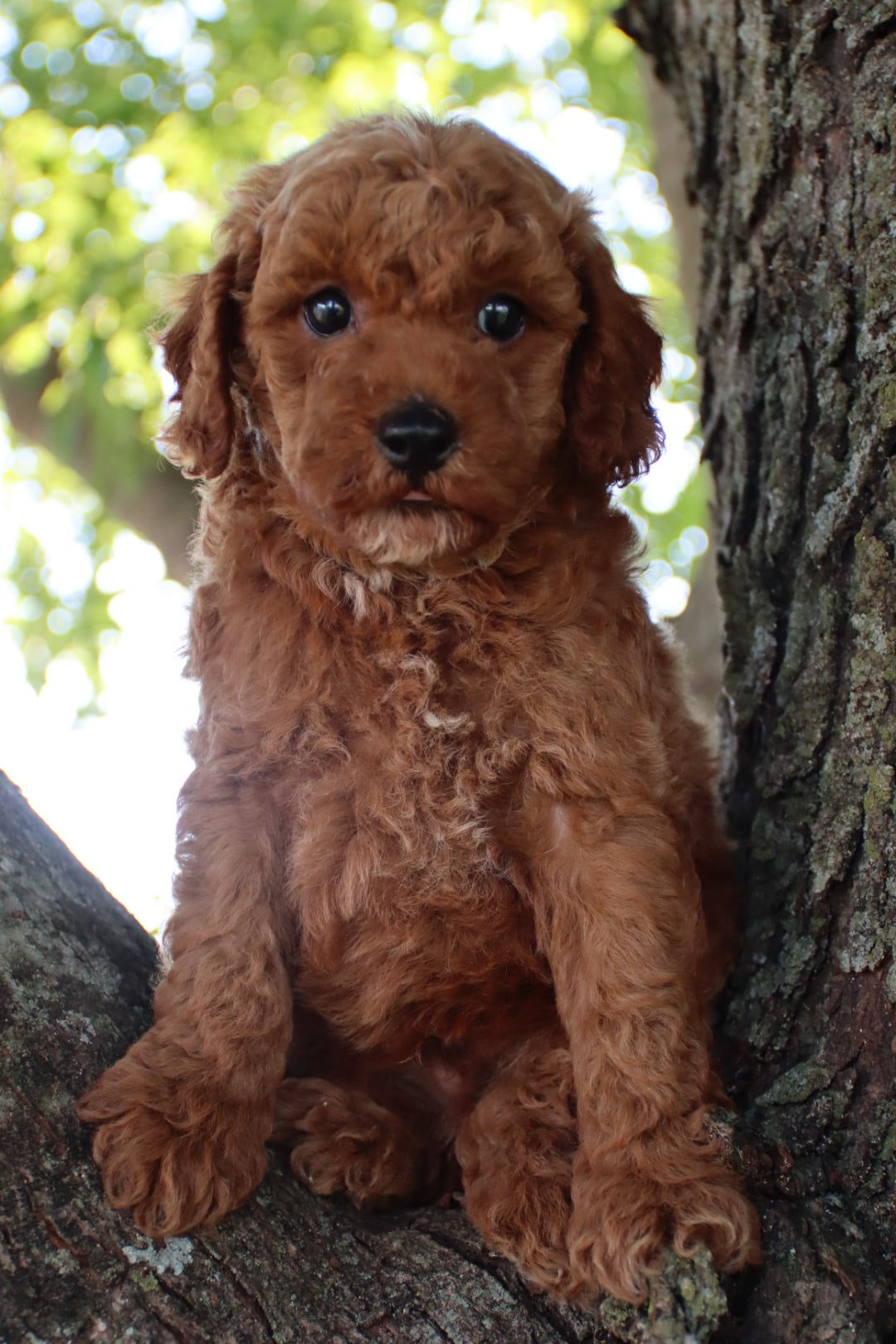 COOPER  ( PETITE )