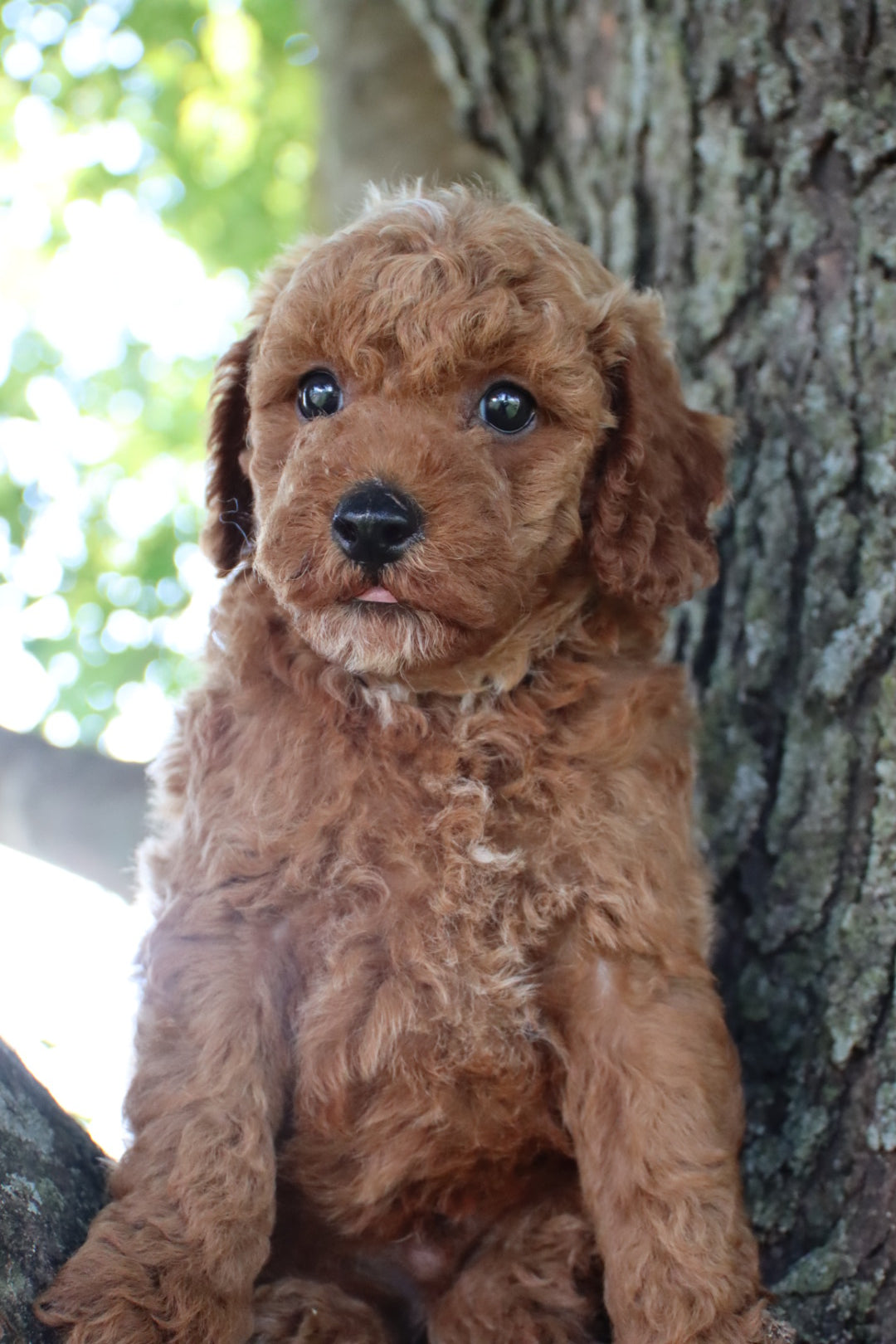 COOPER  ( PETITE )