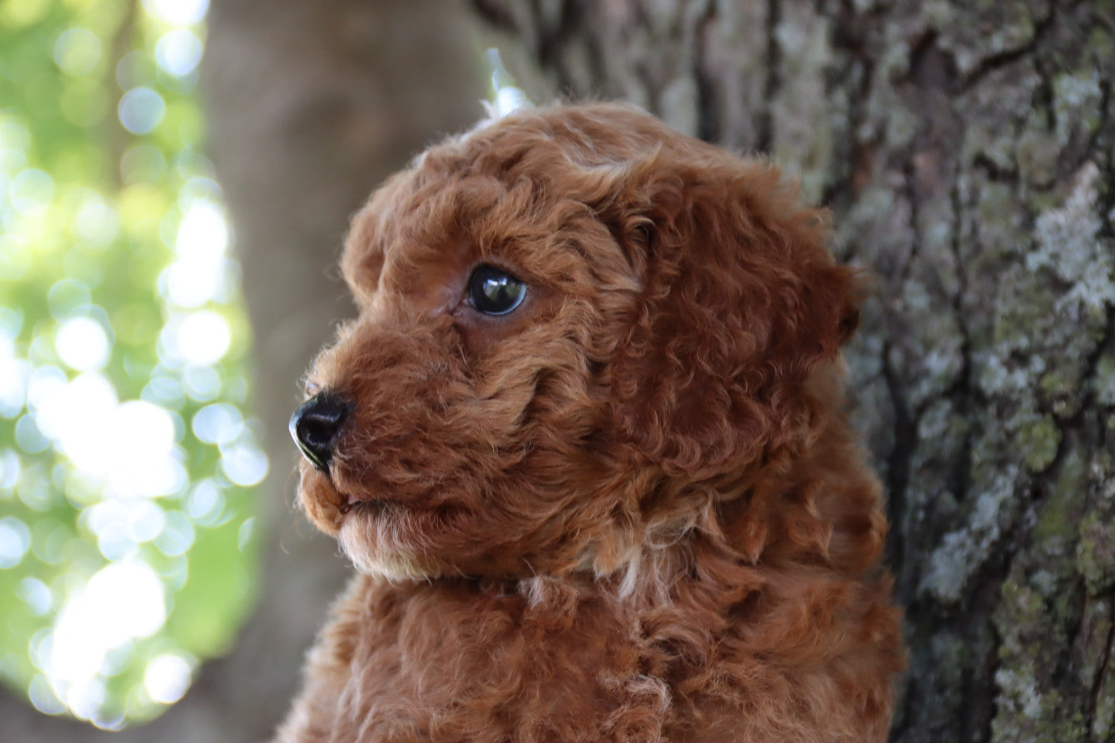 COOPER  ( PETITE )
