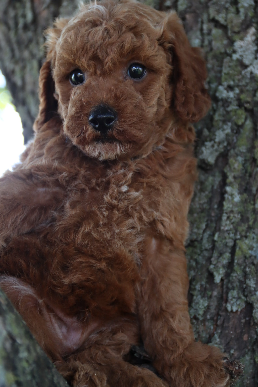 COOPER  ( PETITE )