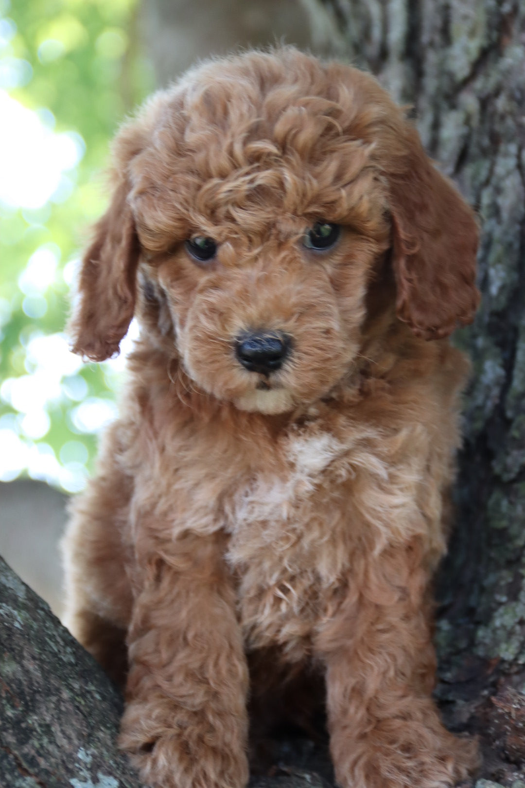 FINN  ( PETITE )
