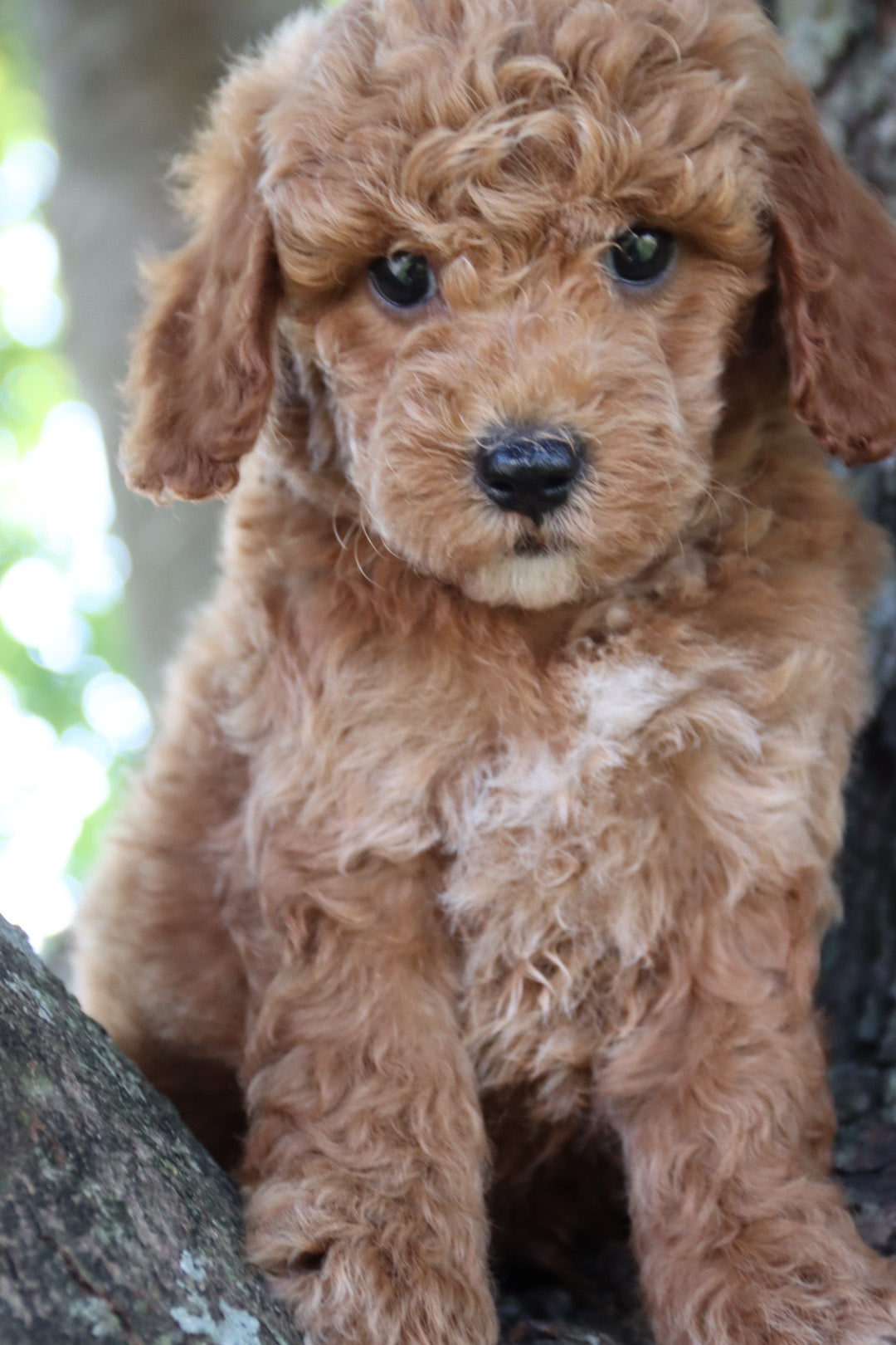 FINN  ( PETITE )