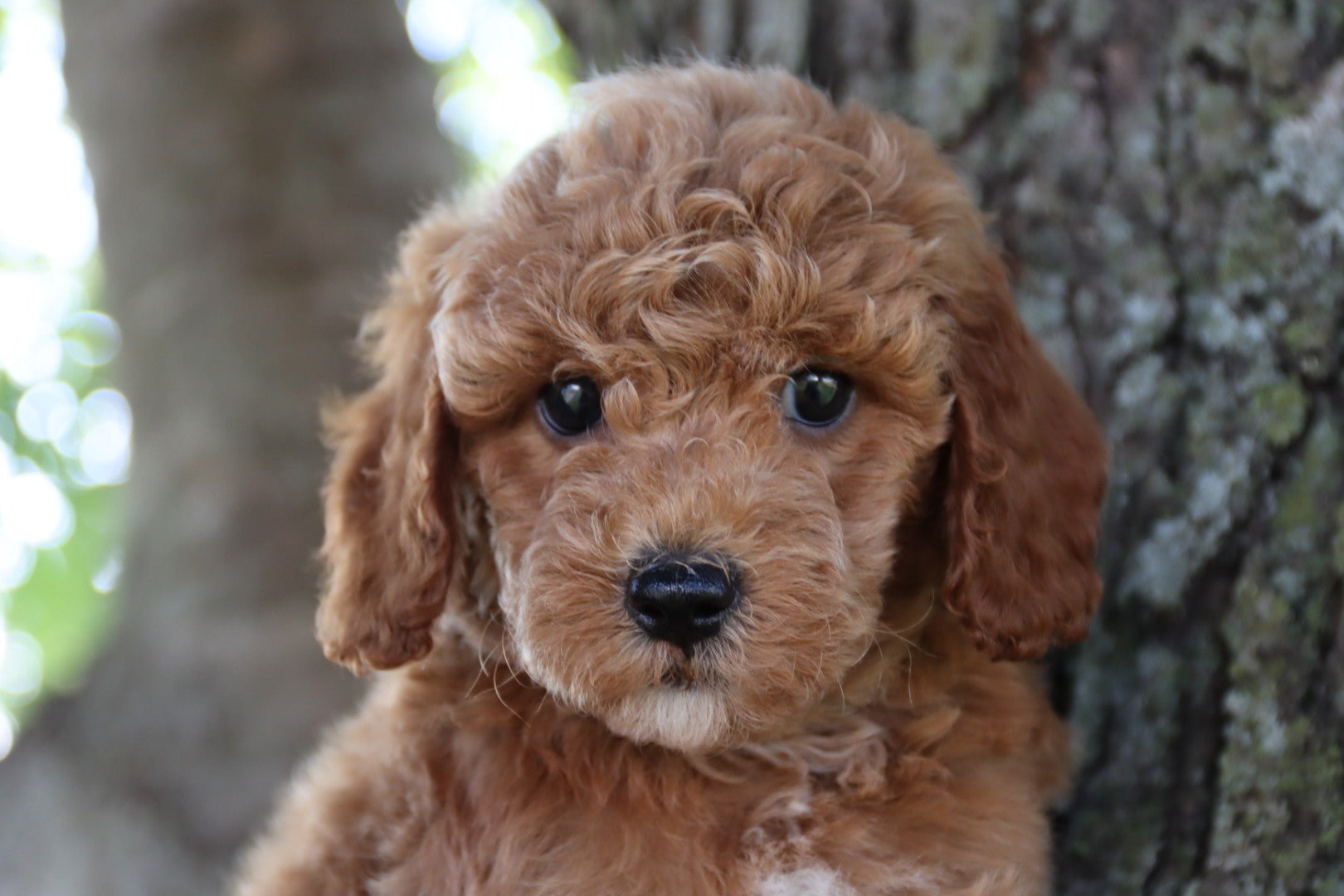 FINN  ( PETITE )
