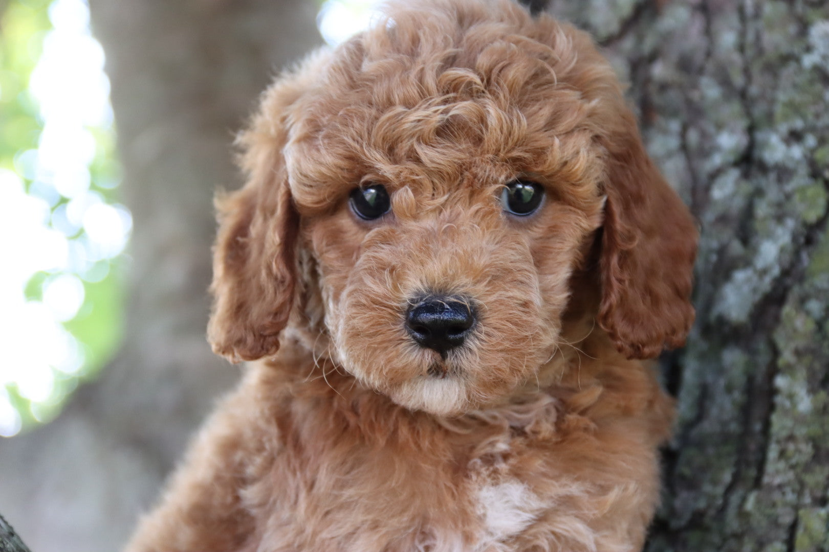 FINN  ( PETITE )
