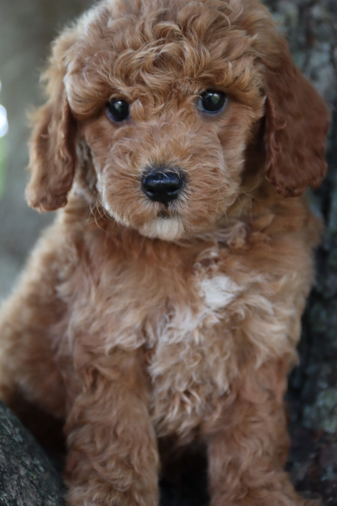 FINN  ( PETITE )