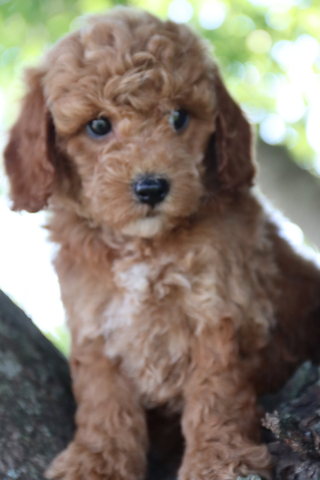 FINN  ( PETITE )