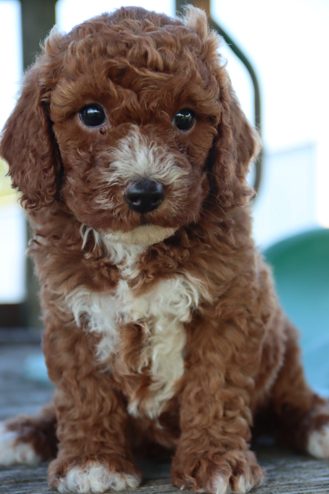 PICK OF THE LITTER