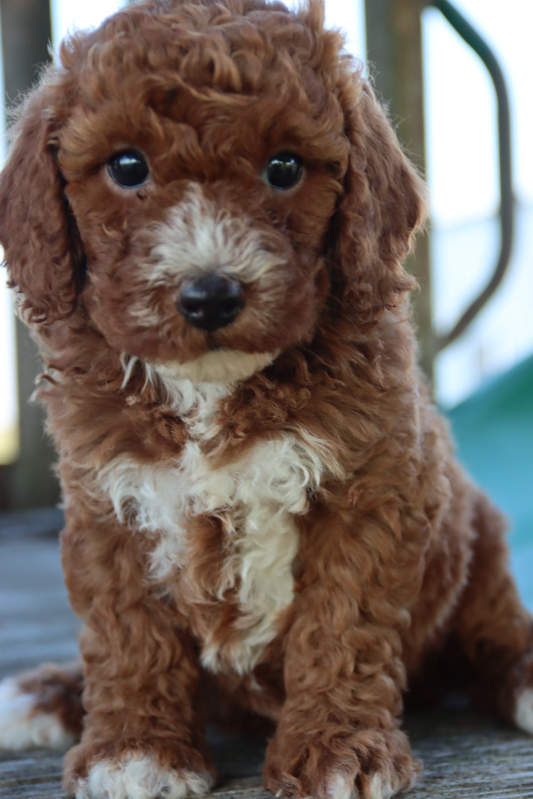 PICK OF THE LITTER