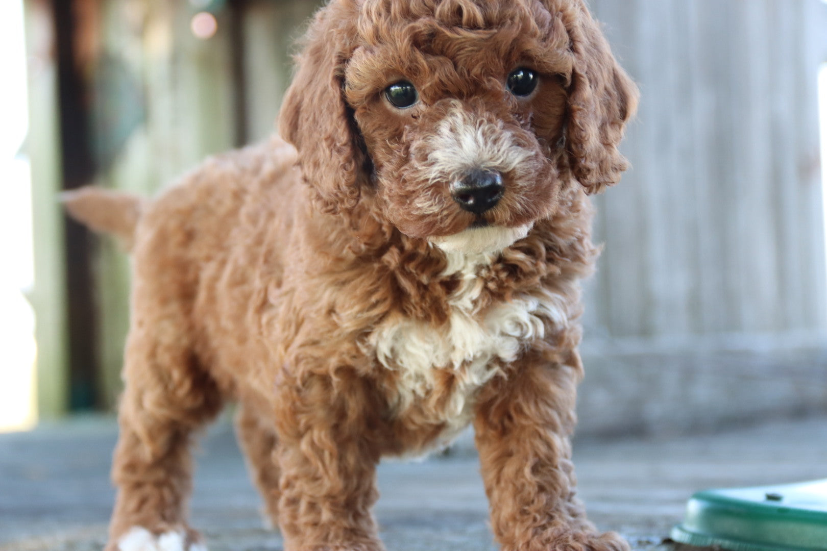 PICK OF THE LITTER
