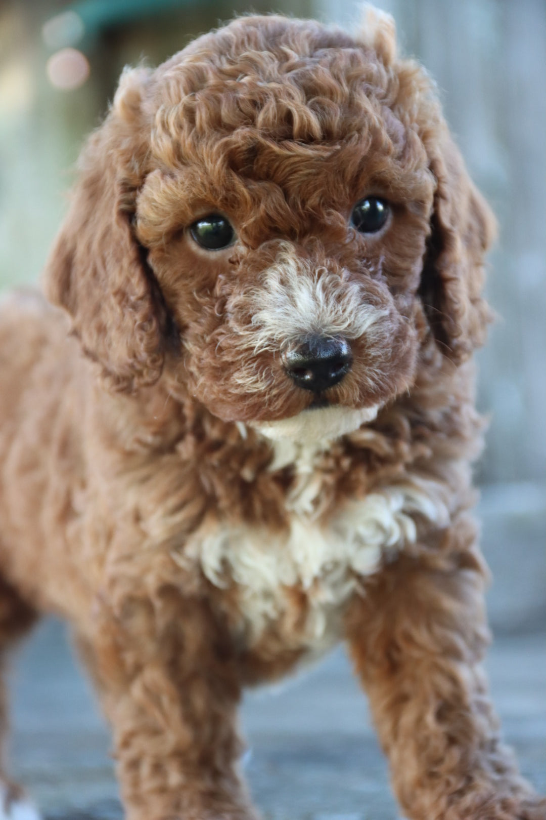 PICK OF THE LITTER