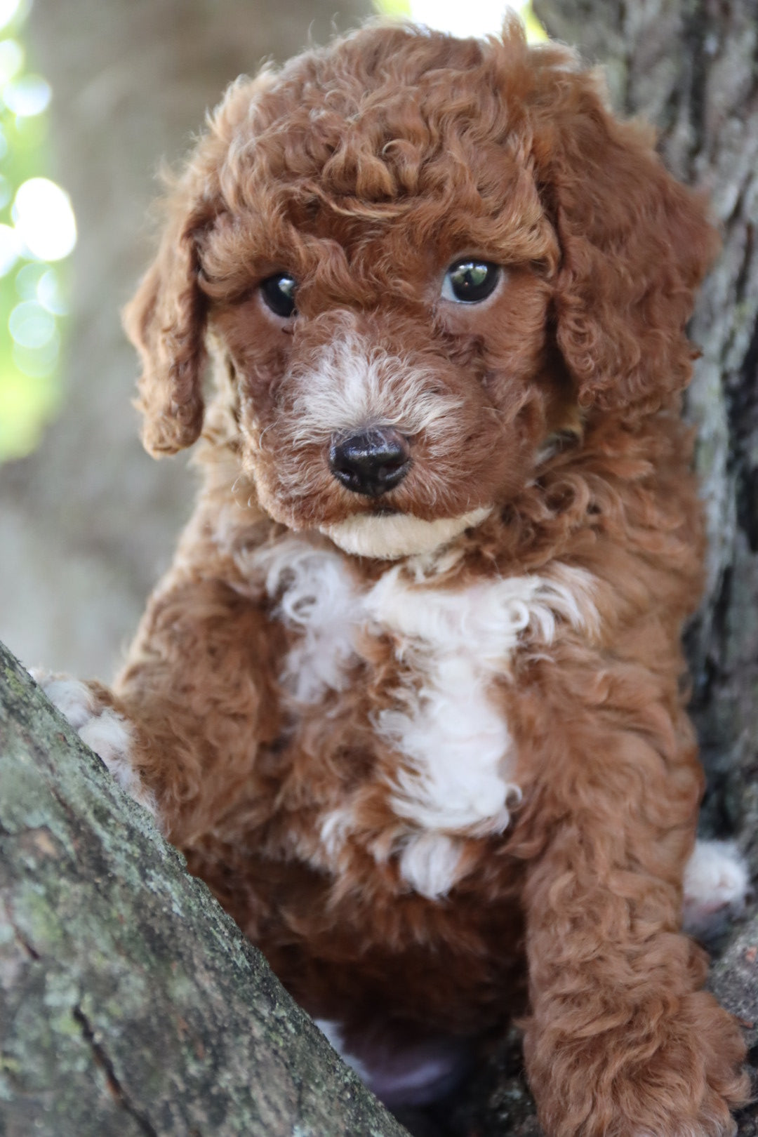 PICK OF THE LITTER