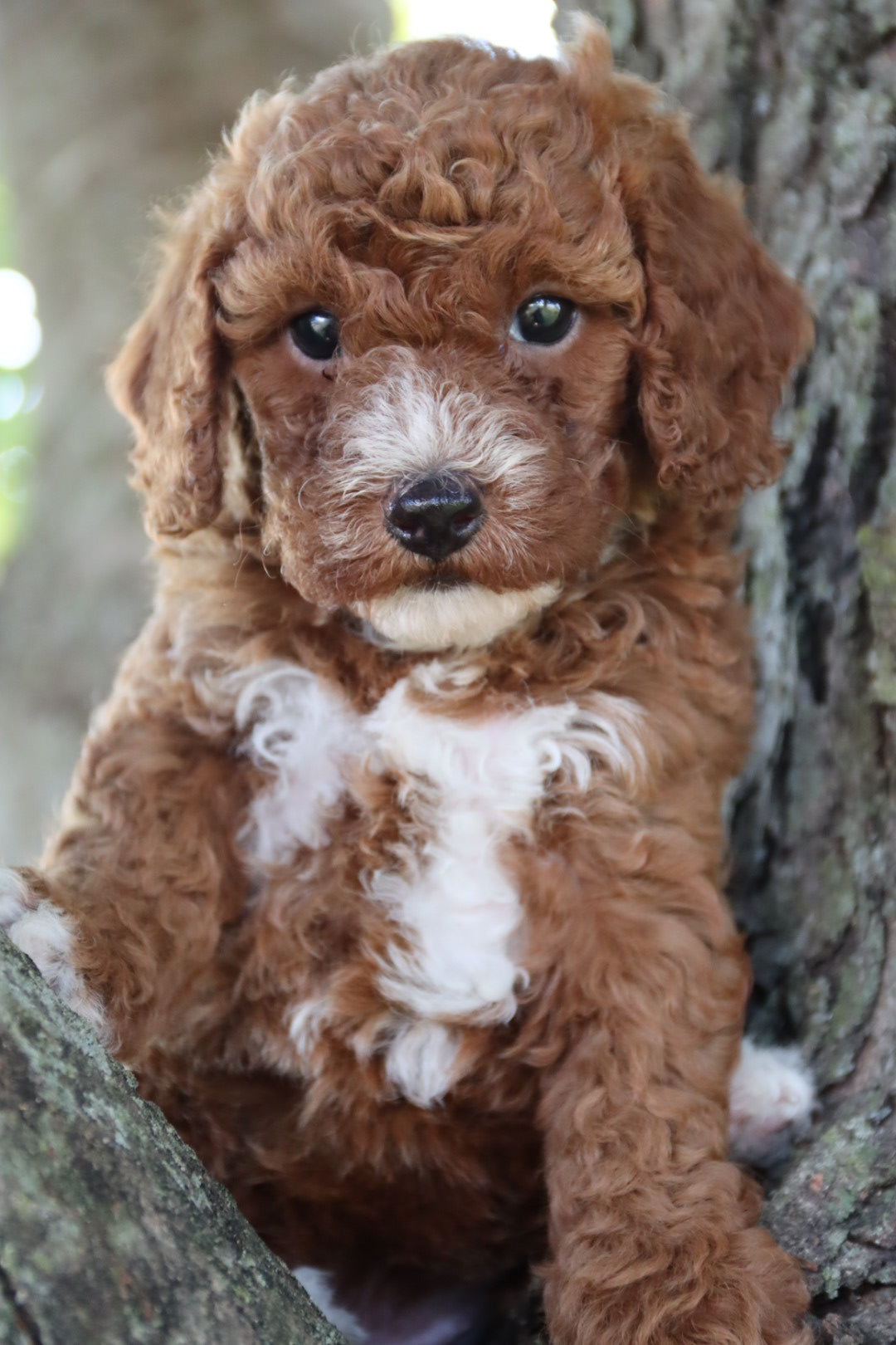 PICK OF THE LITTER