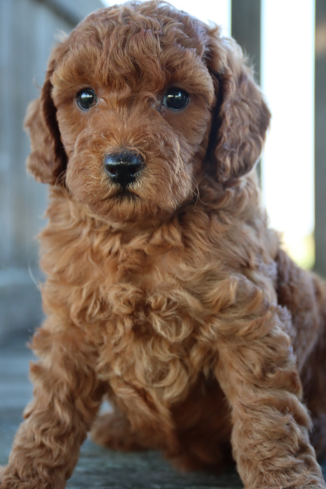 LOLA ( PETITE )