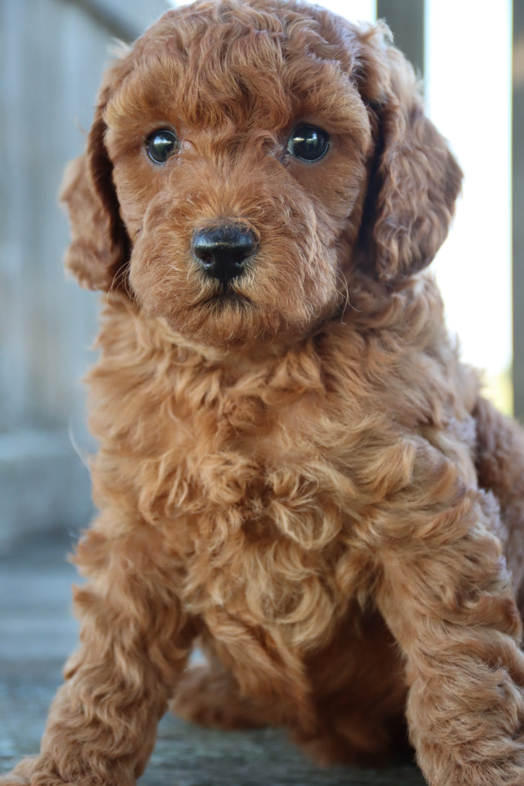 LOLA ( PETITE )