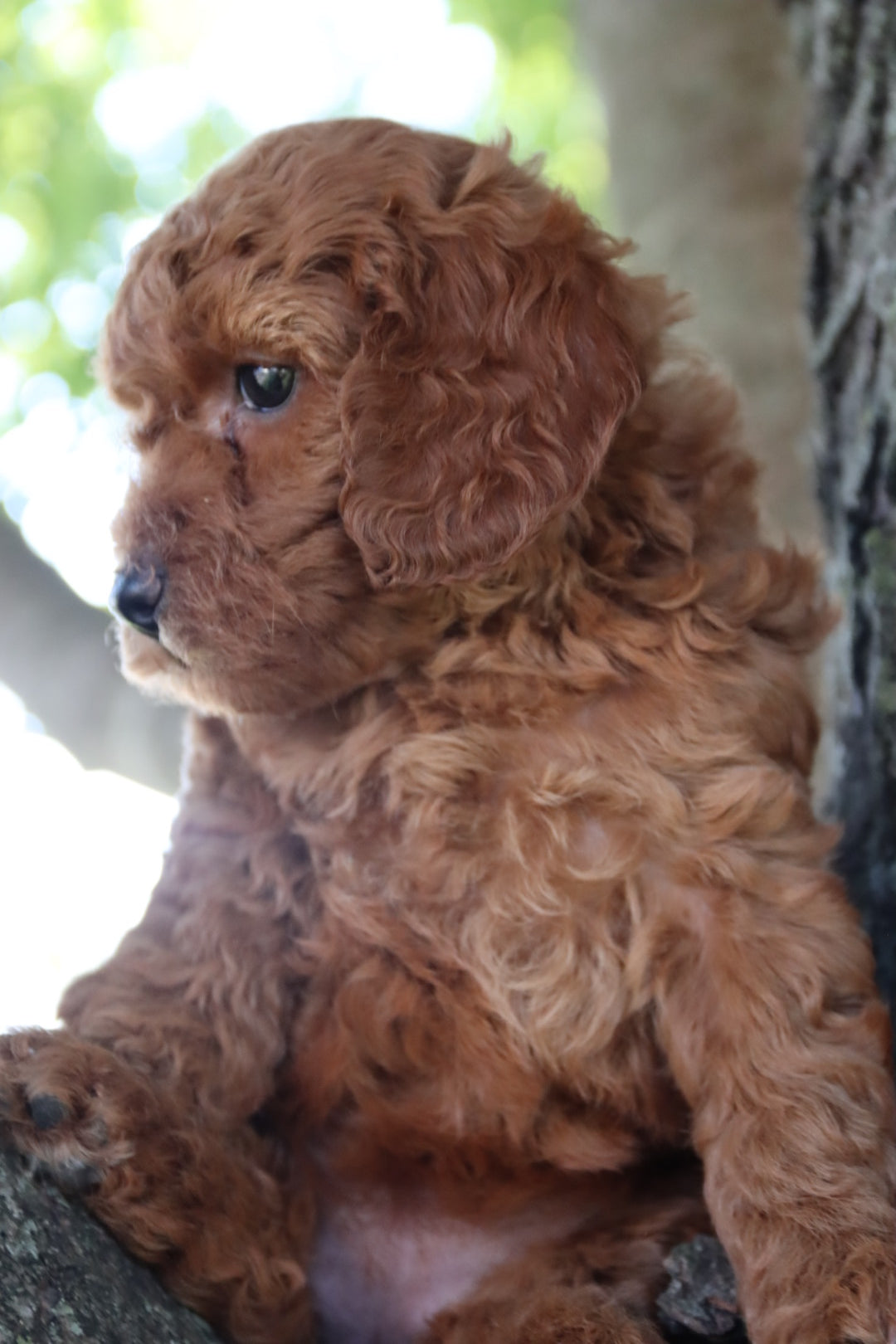 LOLA ( PETITE )