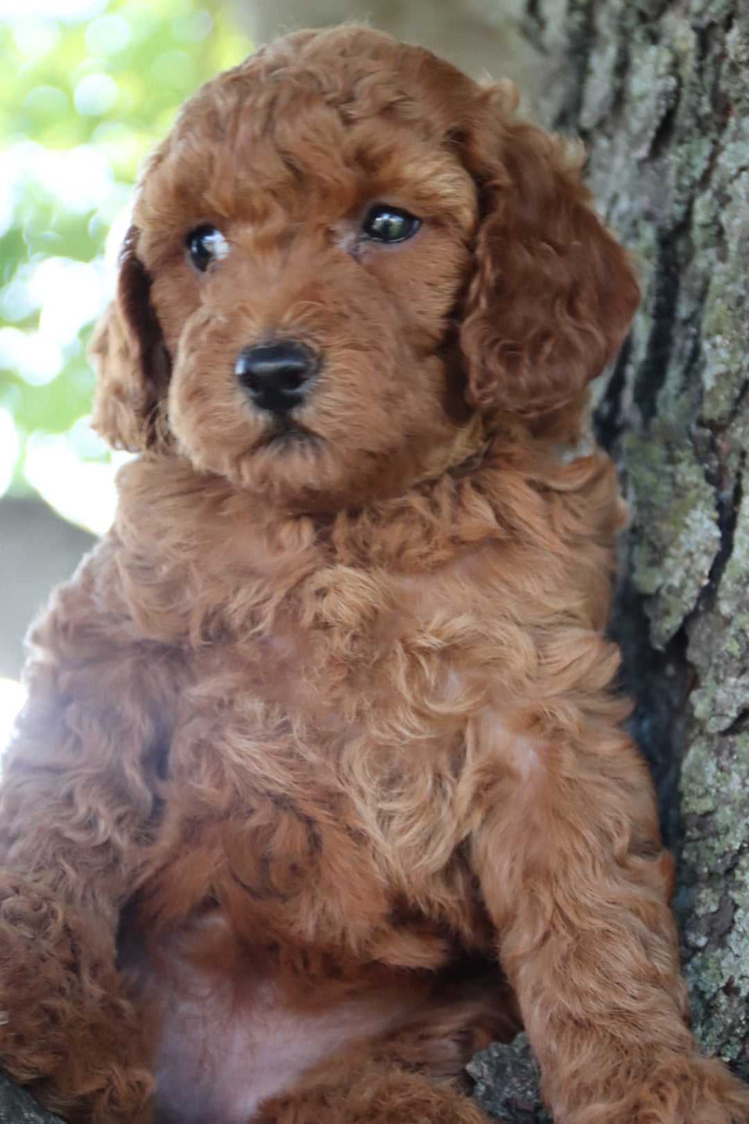 LOLA ( PETITE )