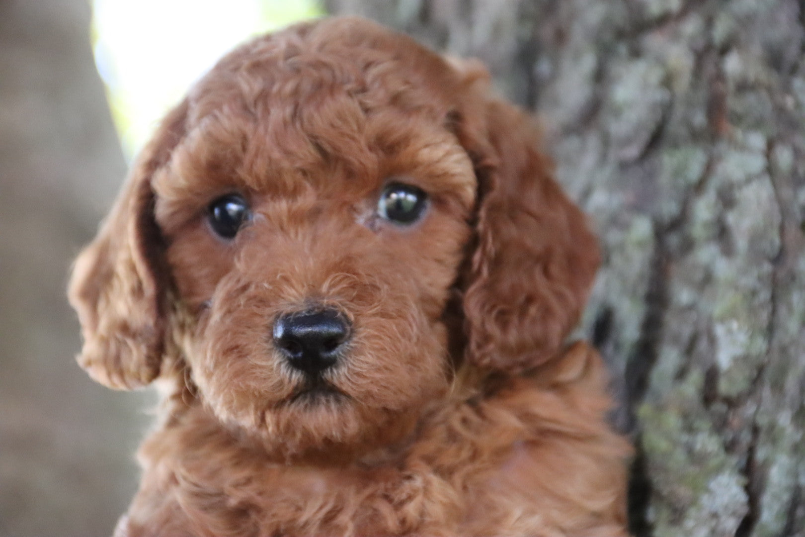 LOLA ( PETITE )