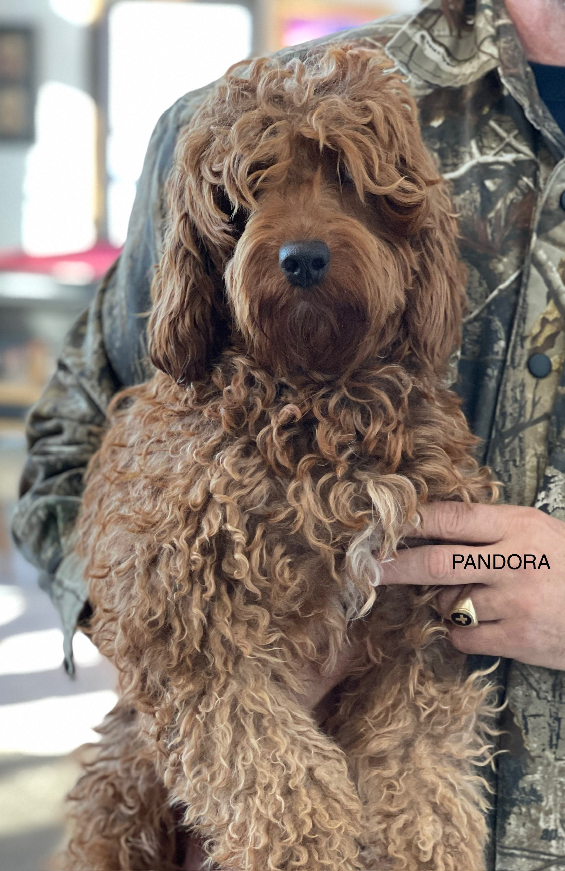 “ AMORA ” PETITE GOLDEN DOODLE