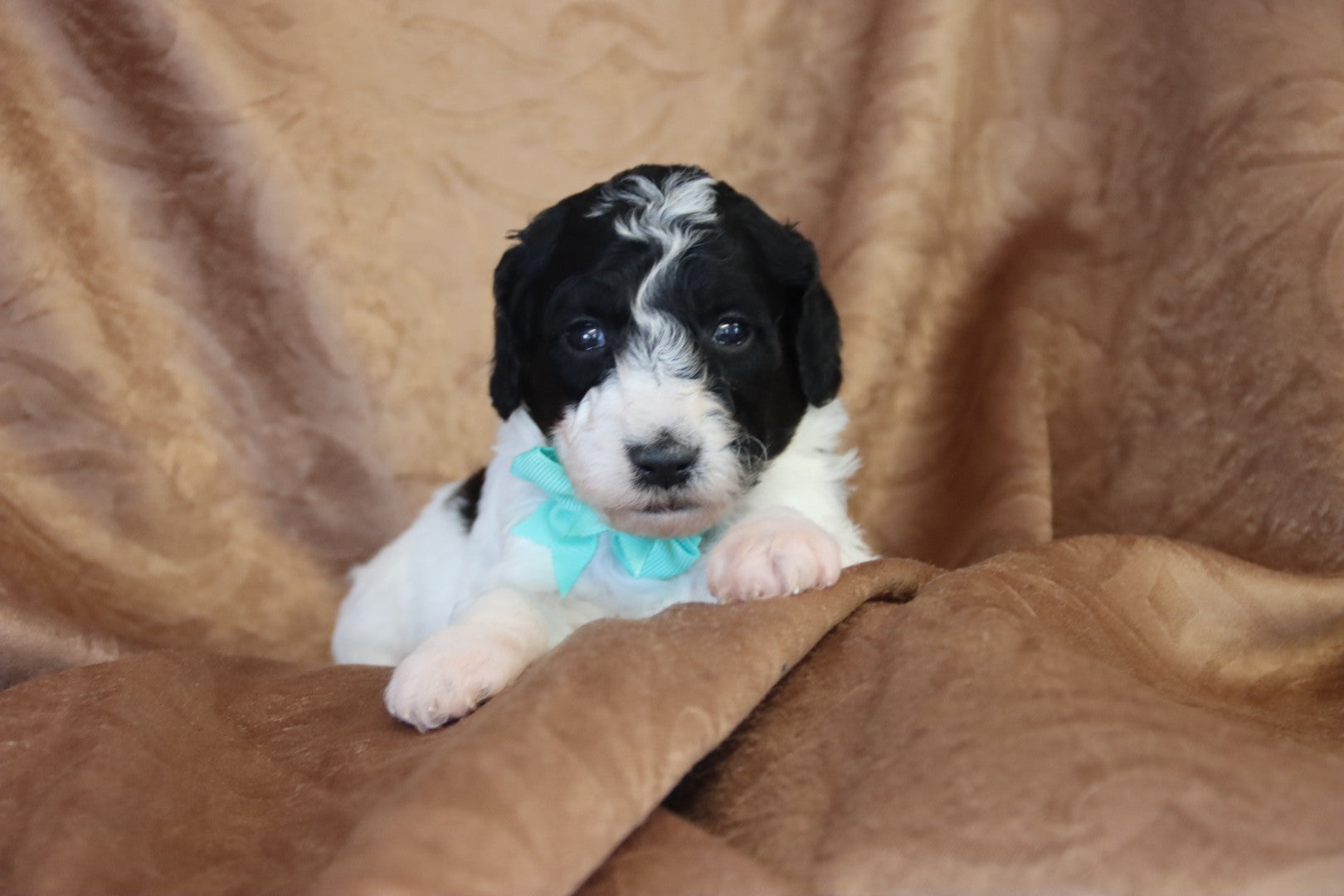 OLIVER ( PETITE )