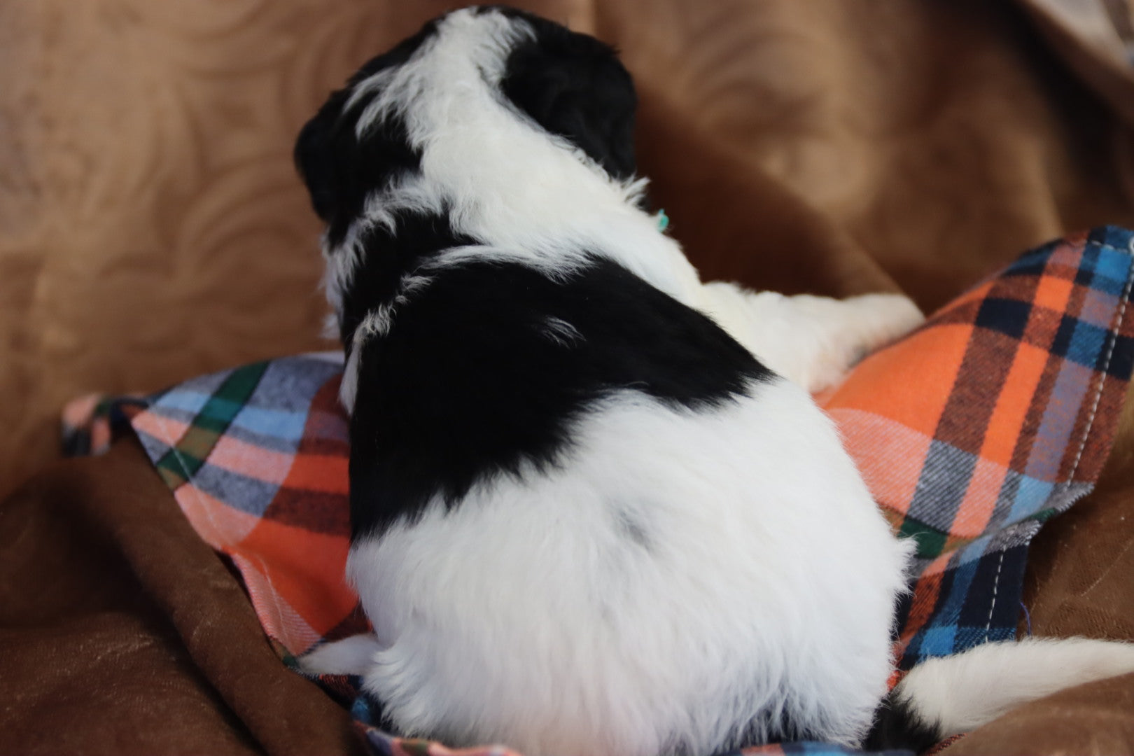 OLIVER ( PETITE )