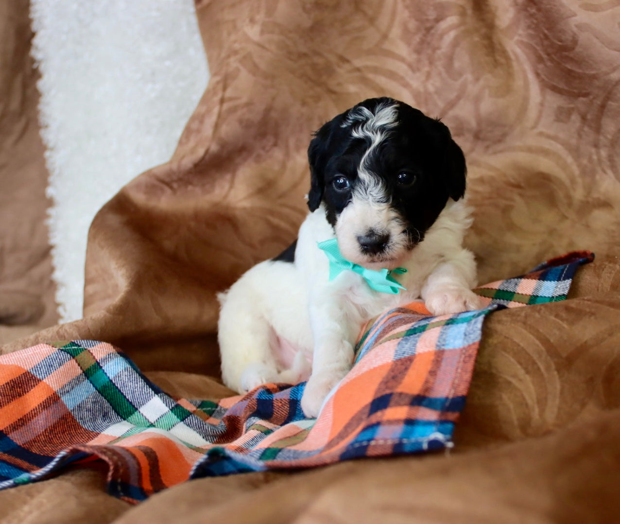 OLIVER ( PETITE )