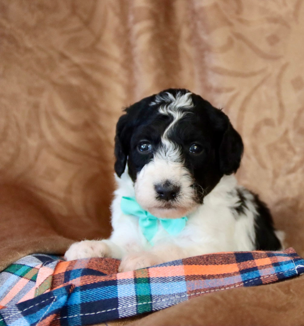 OLIVER ( PETITE )
