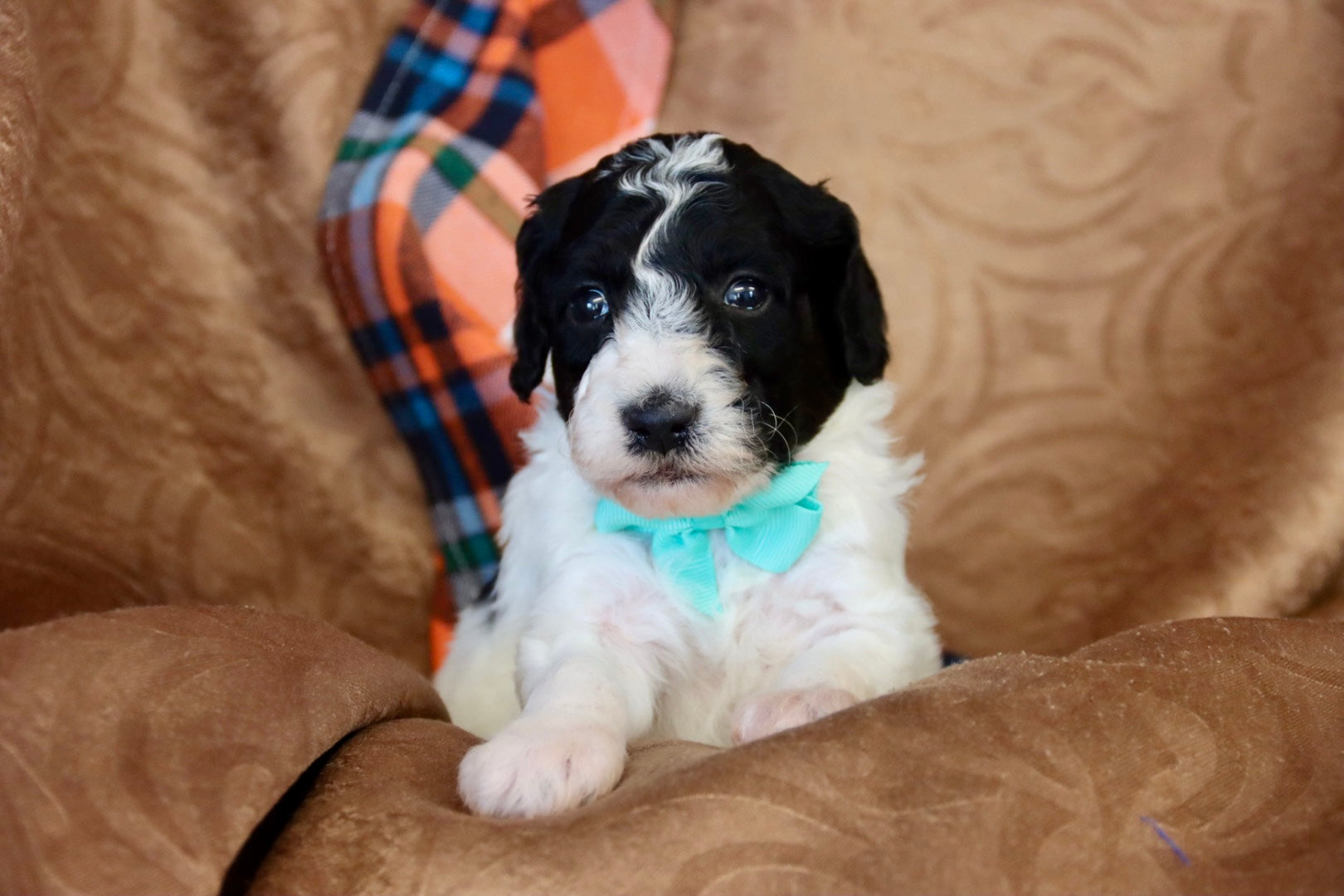 OLIVER ( PETITE )