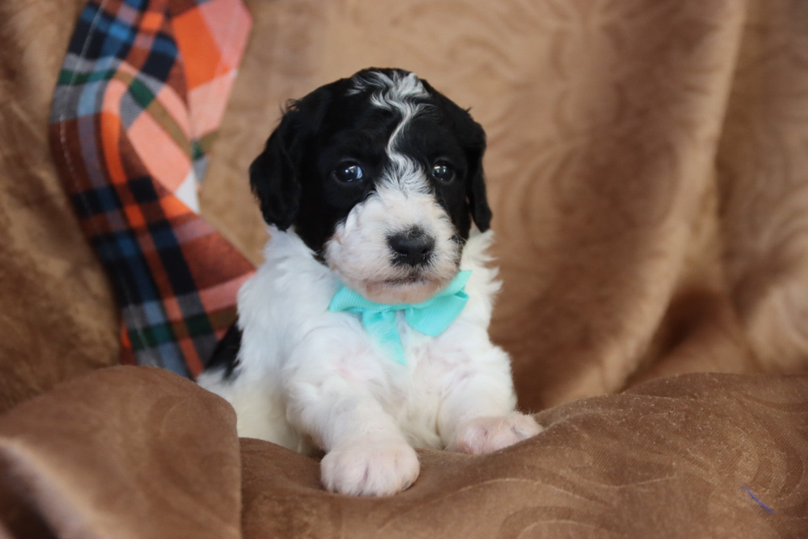 OLIVER ( PETITE )