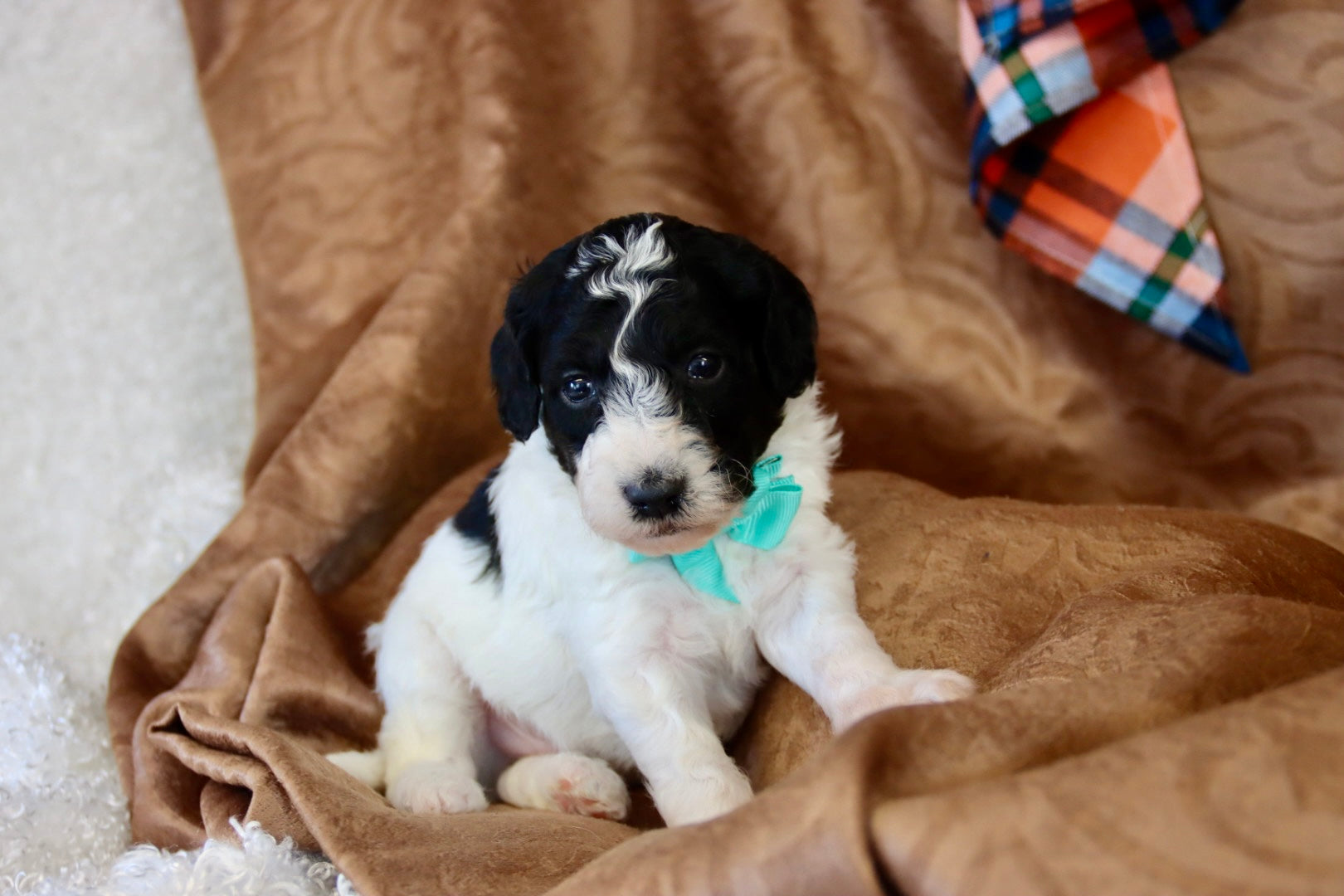 OLIVER ( PETITE )