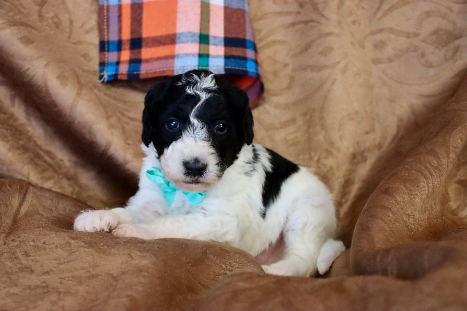 OLIVER ( PETITE )