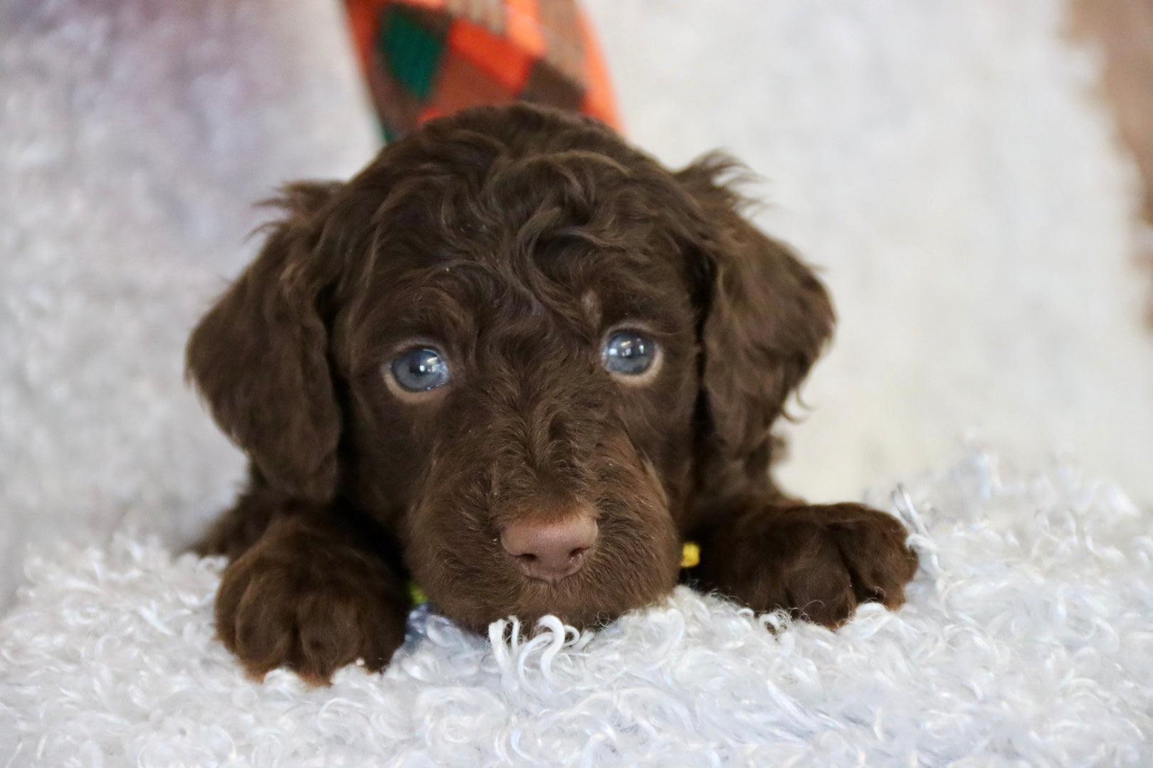 JASPER ( PETITE )