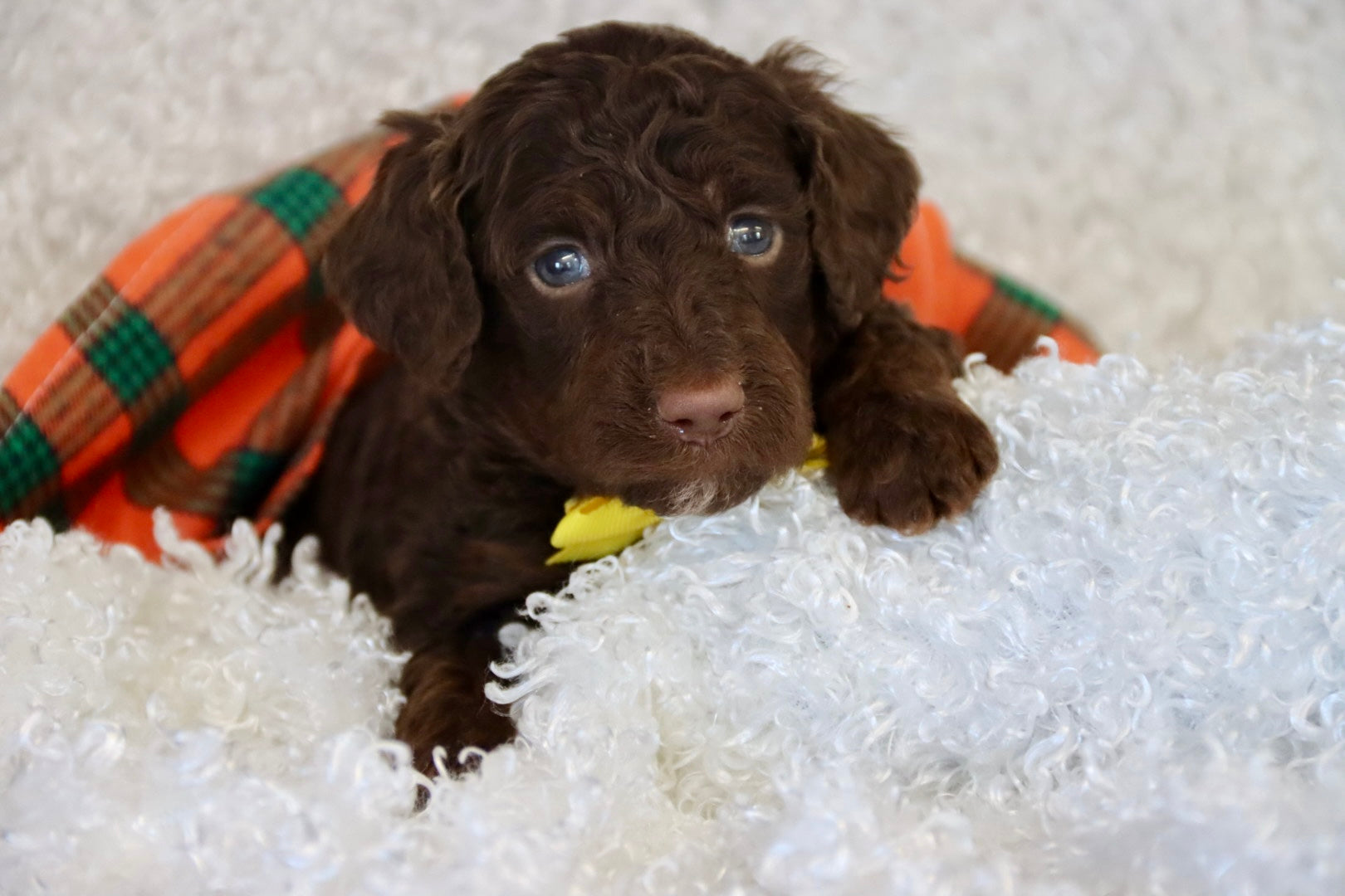 JASPER ( PETITE )