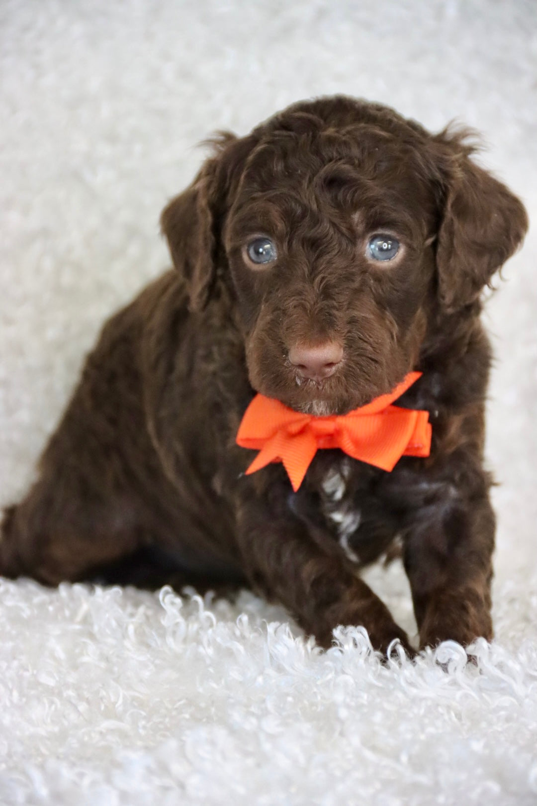 JASPER ( PETITE )
