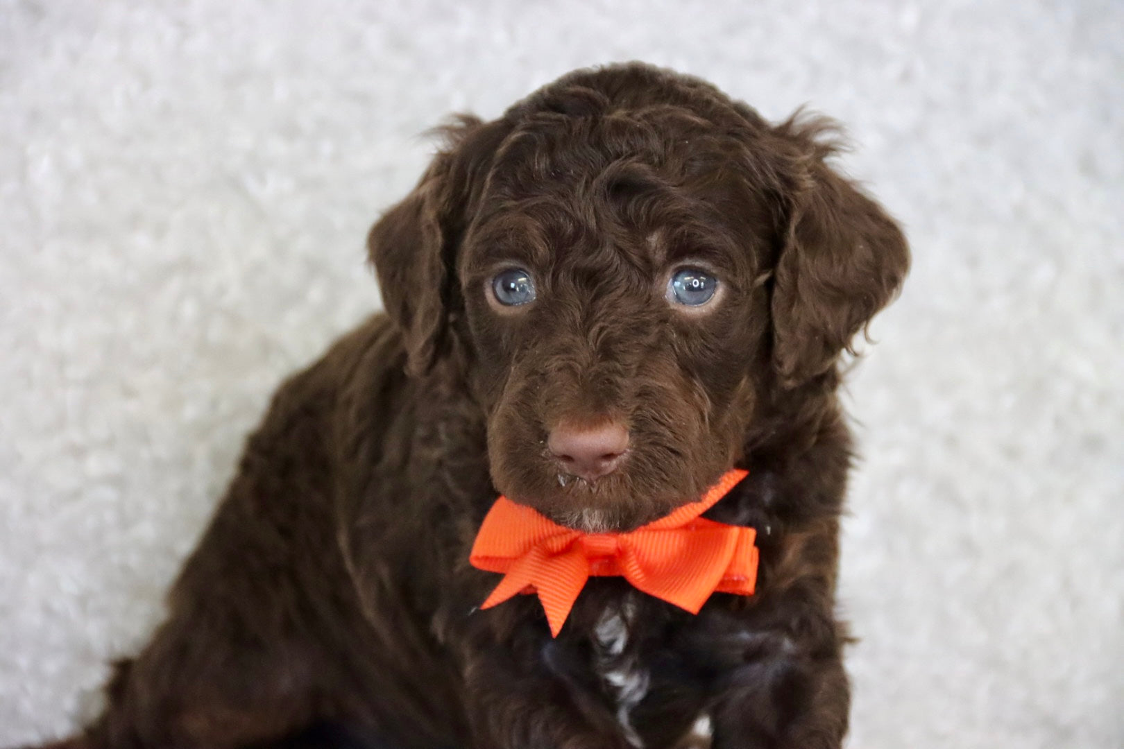 JASPER ( PETITE )