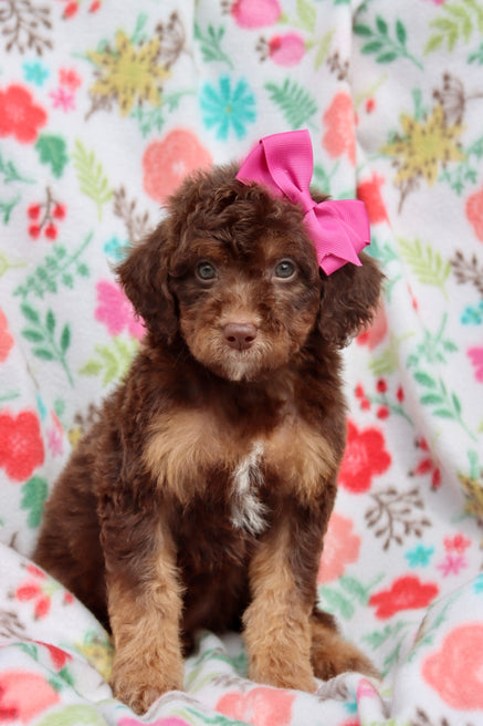 Gal dark chocolate phantom