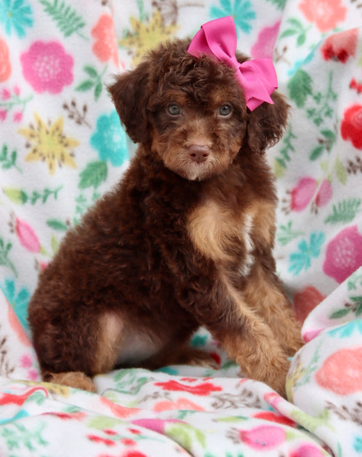 Gal dark chocolate phantom