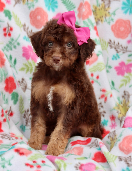 Gal dark chocolate phantom