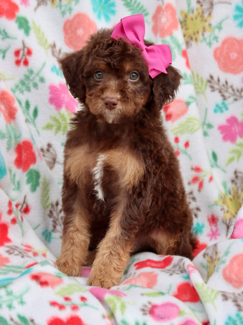 Gal dark chocolate phantom