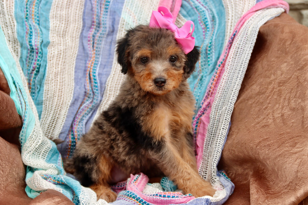 Zendaya blue merle phantom