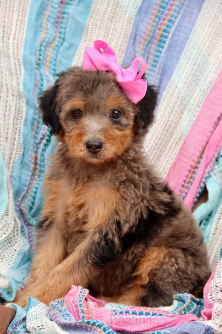 Zendaya blue merle phantom