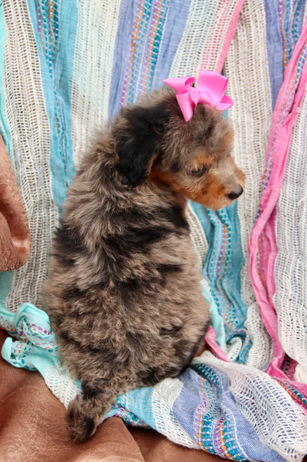 Zendaya blue merle phantom