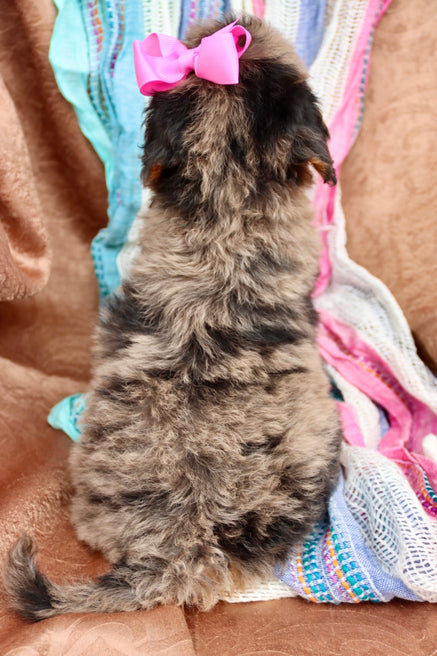 Zendaya blue merle phantom