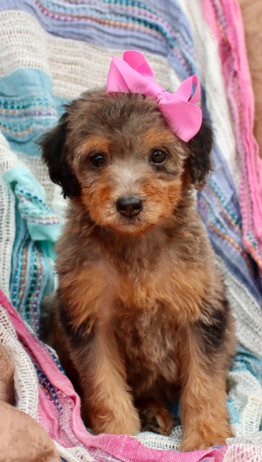 Zendaya blue merle phantom