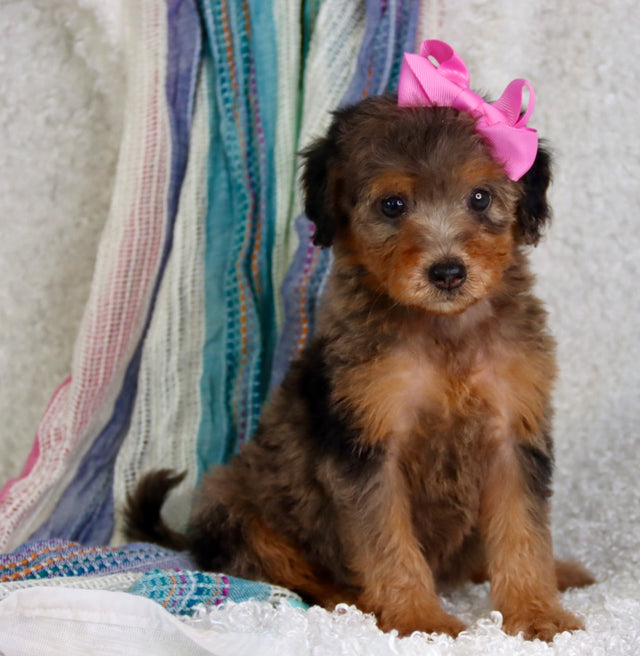 Zendaya blue merle phantom