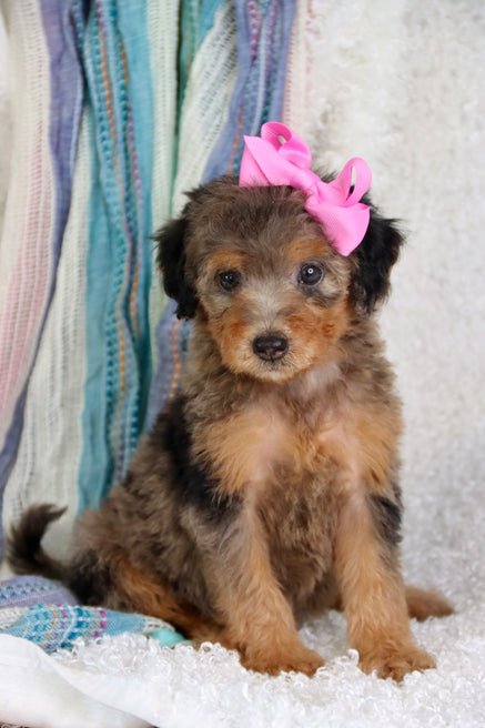 Zendaya blue merle phantom