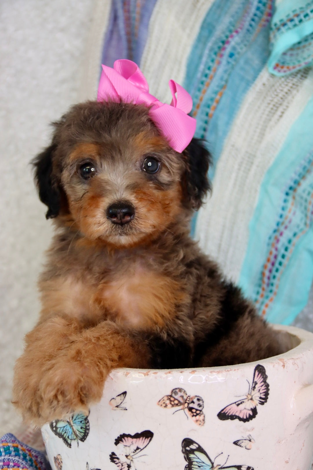 Zendaya blue merle phantom